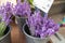 Bunches of lavenders, street market in Munich