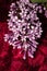 Bunches of lilac flowers on a red background. Lilac, fuchsia. Flowers, textiles