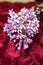 Bunches of lilac flowers on a red background. Lilac, fuchsia. Flowers, textiles