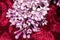 Bunches of lilac flowers on a red background. Lilac, fuchsia. Flowers, textiles