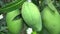 Bunches of mango fruit on the tree