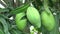 Bunches of mango fruit on the tree