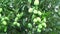 Bunches of mango fruit on the tree