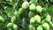 Bunches of mango fruit on the tree