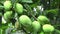 Bunches of mango fruit on the tree