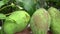 Bunches of mango fruit on the tree