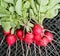Bunches of natural, freshly picked garden radish grown in the garden, on lawn mowed grass.Vegetable vegetable background