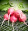 Bunches of natural, freshly picked garden radish grown in the garden, on lawn mowed grass.Vegetable vegetable background