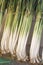 Bunches of onions and leeks , organic farming