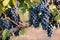 Bunches of perfect black grapes on old vine with warm earth background