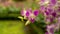 Bunches of pink petals Dendrobium hybrid orchid bloosom on dark green leaves blurry background