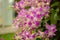 Bunches of pink petals Dendrobium hybrid orchid on dark green leaves blurry background