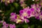 Bunches of pink petals Dendrobium hybrid orchid on dark green leaves blurry background