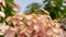 Bunches of pink petals Dona flower plant on blurred green leaves shrub