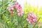 Bunches of pink petals of fragrant Sweet Oleander or Rose Bay, blooming on green leafs background under sunlight morning