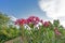 Bunches of pink petals of fragrant Sweet Oleander or Rose Bay, blooming on green leafs and white clouds vivid blue sky background