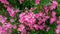 Bunches of pink petals of fragrant Sweet Oleander or Rose Bay, blooming on green leaves background