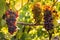 Bunches of Pinot Noir grapes ripening in organic vineyard