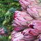 Bunches of Proteas close up