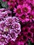 Bunches of purple, white and pink flowers.