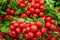 Bunches of radishes in the market