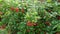 Bunches of red berries of a Guelder rose or Viburnum. Scrub with drops after rain. Selective focus