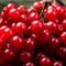 Bunches of red berries, red currant or rowanberry. Close view, healthy food