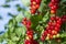 Bunches of red currants hang on branches on a sunny summer day. Natural background. Homegrown, gardening and agriculture consept.