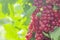 Bunches of red currants hang on branches on a sunny summer day. Natural background. Homegrown, gardening and agriculture consept.