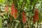 Bunches with red flowers with green tip, from the Heliconia Rostrata plant. Bright Heliconia Rostrata or Lobster Claw flower