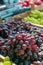 Bunches of red grapes on the counter of the farmers ` market. The grapes are prepared for sale. Bunches of grapes collected boxes