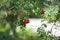 Bunches of red mountain ash ripen on tree branches