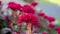 Bunches of red petals Cockscomp flower or Crested celosia blossom on blurry background close up photo, selective focus