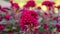 Bunches of red petals Cockscomp flower or Crested celosia blossom on blurry background close up photo, selective focus