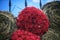 Bunches of red roses and hay bales on blue sky