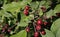 Bunches with red small fruits of Malus prunifolia pear-leaf crabapple, plumleaf crab apple, plum-leaved apple