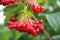 Bunches of red viburnum berries on a branch, ripening in late summers.