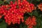 Bunches of red viburnum with raindrops on berries. Guelder rose with green leaves in village close-up.