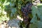 Bunches of red wine merlot grapes ripening on vineyards near Terracina, Lazio, Italy