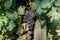 Bunches of red wine merlot grapes ripening on vineyards near Terracina, Lazio, Italy