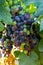 Bunches of red wine merlot grapes ripening on vineyards near Terracina, Lazio, Italy