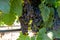 Bunches of red wine merlot grapes ripening on vineyards near Terracina, Lazio, Italy