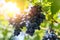 Bunches of ripe, appetizing dark grapes with sun rays at sunset