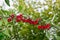 Bunches of ripe apples hang on a branch