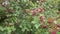 Bunches of ripe berries of viburnum closeup