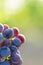 Bunches of ripe black grapes in the sun rays of the vineyard with copy space