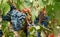 Bunches of ripe blue wine grapes on vine on green red leaves background