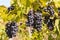 Bunches of ripe Cabernet Sauvignon grapes on vine in vineyard
