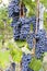 Bunches of ripe grapes. Color image