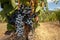 Bunches of ripe grapes before harvest